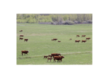 Managing Internal Parasites While Reducing Resistance Risk in Beef Cattle